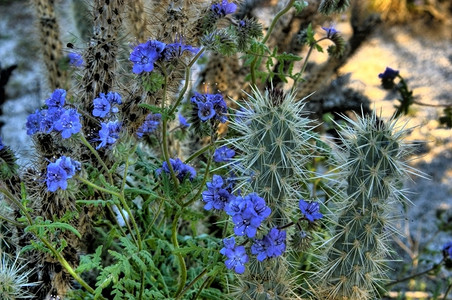花朵景观里德米勒Cholla仙人掌和蓝眼睛蝎子杂草图片