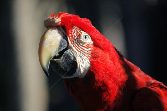 动物园中美丽的金刚鹦鹉照片禽类鸟翅膀图片