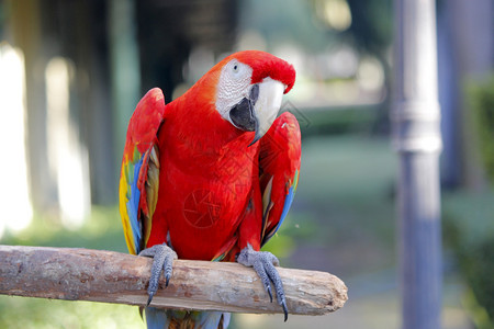 荒野禽类羽毛动物园中美丽的金刚鹦鹉照片图片