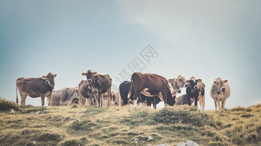 牛奶团体意大利牧草中的一群奶牛品种图片