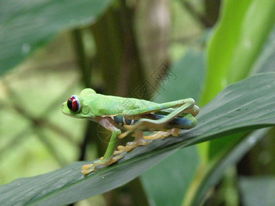 里卡两栖动物哥斯达黎加雨林中的红眼树青睛蛙里加背景图片
