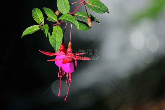 拉丁植物门户14盛开的花朵红色和紫fuchsia玛贝拉尼卡花朵图片