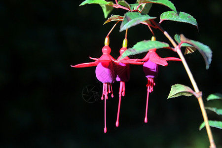 植物盛开的花朵红色和紫fuchsia玛贝拉尼卡花朵美丽的红色图片