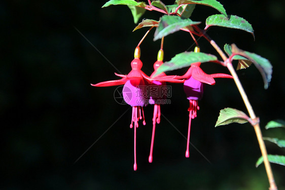 植物盛开的花朵红色和紫fuchsia玛贝拉尼卡花朵美丽的红色图片