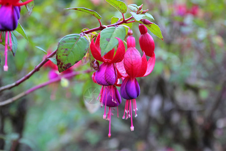 自然盛开的花朵红色和紫fuchsia玛贝拉尼卡花朵绽放植物群图片