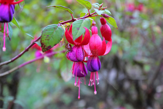 自然盛开的花朵红色和紫fuchsia玛贝拉尼卡花朵绽放植物群图片