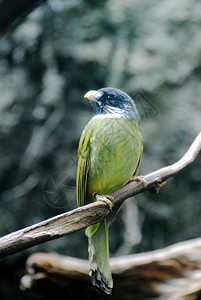 坐在树枝旁的绿颈软脚灯泡鸟一种白头翁图片
