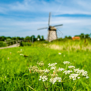 荷兰典型风景语场地观图片
