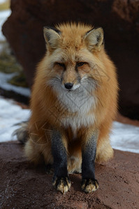 坐着的红狐狸黑爪子色的自然惊人图片