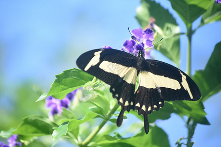 漂亮的一只大黄黑燕尾蝴蝶双翼张开园翅膀图片