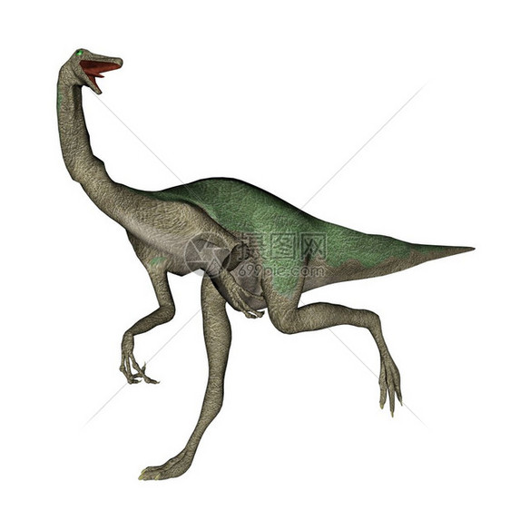 形象的Gallimimimus恐龙在白色背景下行走三维转化爬虫鸡图片