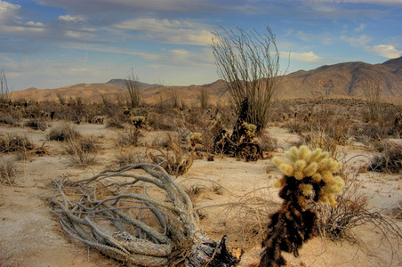 美国拉纳佩沙漠景观中的死奥科蒂洛和乔拉状态图片