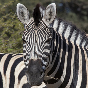 挑牛者非洲人北方博茨瓦纳北部萨武提地区的两个平原ZebraZebraEquusquigga图片