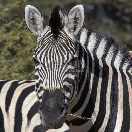 挑牛者非洲人北方博茨瓦纳北部萨武提地区的两个平原ZebraZebraEquusquigga图片