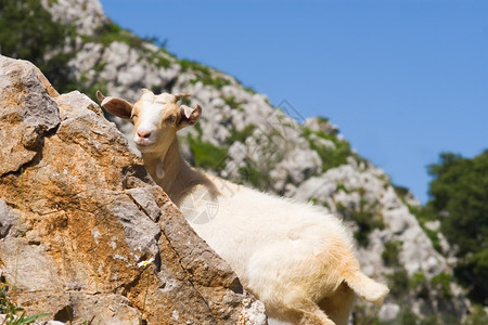生活山羊在PicosdeEuropa阿斯图里亚西班牙欧洲国内的图片