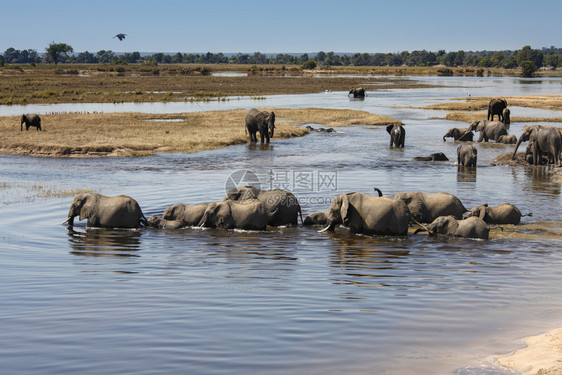 的动物苹果浏览器穿越博茨瓦纳乔贝公园河的ChobeLoxodontaLoxodontaafrifana图片