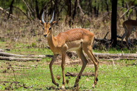 贝拉丘哺乳动物草食博茨瓦纳哈罗内狩猎保护区Impala图片