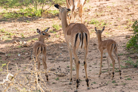 黑斑羚苹果浏览器博茨瓦纳Mokolodi自然保护区的Impala家庭苦度图片