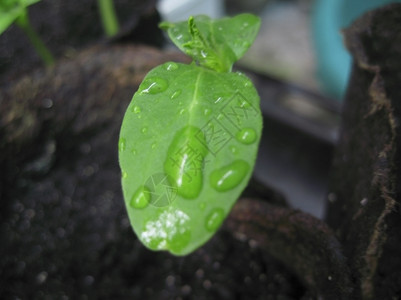 水色泥炭玻璃和露的绿色植物新增长天图片