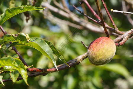 食物夏天在果园的桃树上熟小子自然收成图片