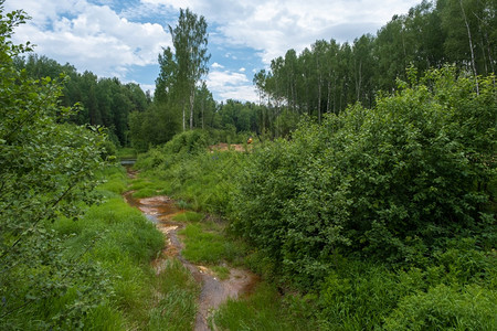 灌木丛绿色一条狭小的河夏天在绿草和灌木中生锈的水森林图片