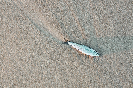 沙滩上死亡的鱼图片