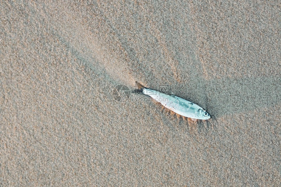 沙滩上死亡的鱼图片