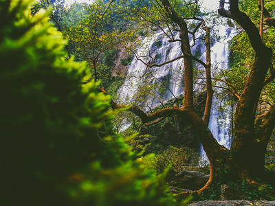 森林瀑布和前景绿色植物图片