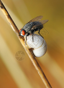 一只苍蝇坐在蜗牛的贝壳上坠入了夏季冬眠自然六月飞图片