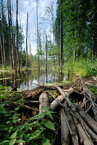 夏天自然森林溪流上由海狸构成的圆木和树枝大坝图片