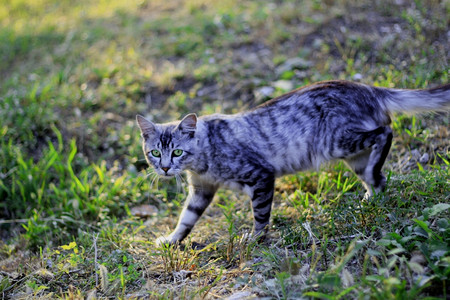 山间行走的野猫图片