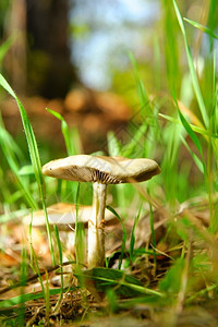 绿色白的一种野生蘑菇近视白色野外蘑菇青草的一股绿在拖拉凳周围生长刺子在底部可见图片