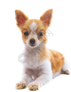 脸八个月的面容白色背景的波美拉尼小狗孩子耳朵图片