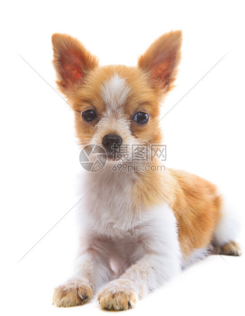 脸八个月的面容白色背景的波美拉尼小狗孩子耳朵图片