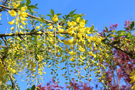一种户外春天在花园的高山烧菜树枝上的黄花朵雌蕊图片