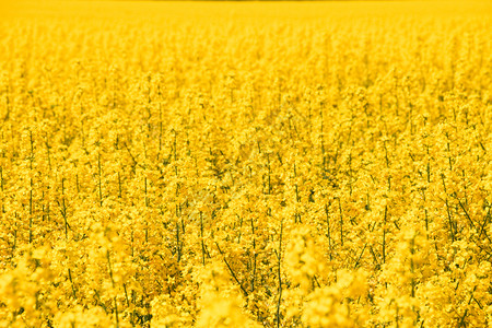 漫山遍野的黄花图片