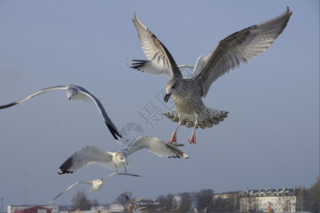 飞翔在天空中的海鸥图片