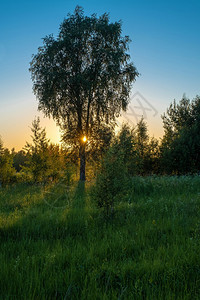 桦木橙色日落对蓝天和太阳高树的照射俄罗斯光线天空图片