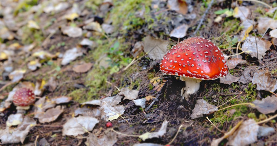 生长有毒的林中树叶间土壤上的蘑菇之中图片