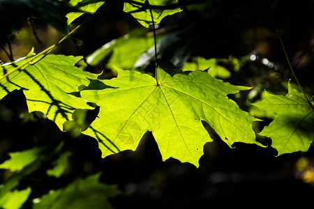 明亮绿色的树叶在对比鲜明的灯光缝合下叶子质地明亮的图片
