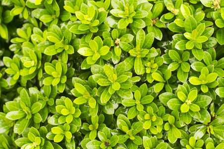 环境雨后灌木丛植物关闭田地深浅园艺纹理图片