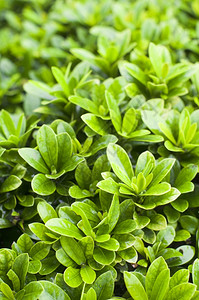 场地多叶的雨后灌木丛植物关闭田地深浅衬套图片