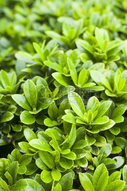 场地多叶的雨后灌木丛植物关闭田地深浅衬套图片