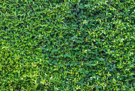 绿叶墙背景户外植物灌木图片