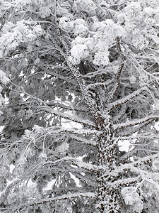 寒冬分支雪冰霜松树图片