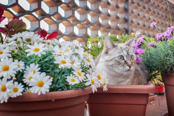 蹲在花盆里的可爱猫咪图片