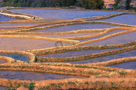 地点阳光字段云南地区著名的田大米图片