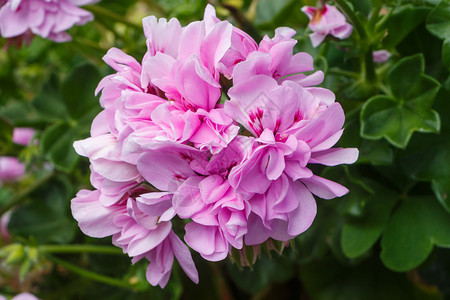 户外花的朵春天在园里放着粉红色花图片
