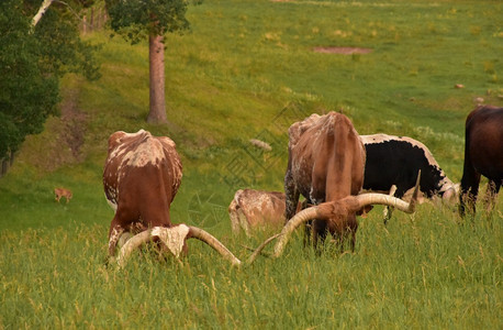农场地长角牧草和牛群一种图片