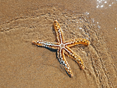 海洋小生物动物海洋星在大西边的滩上采取设计图片